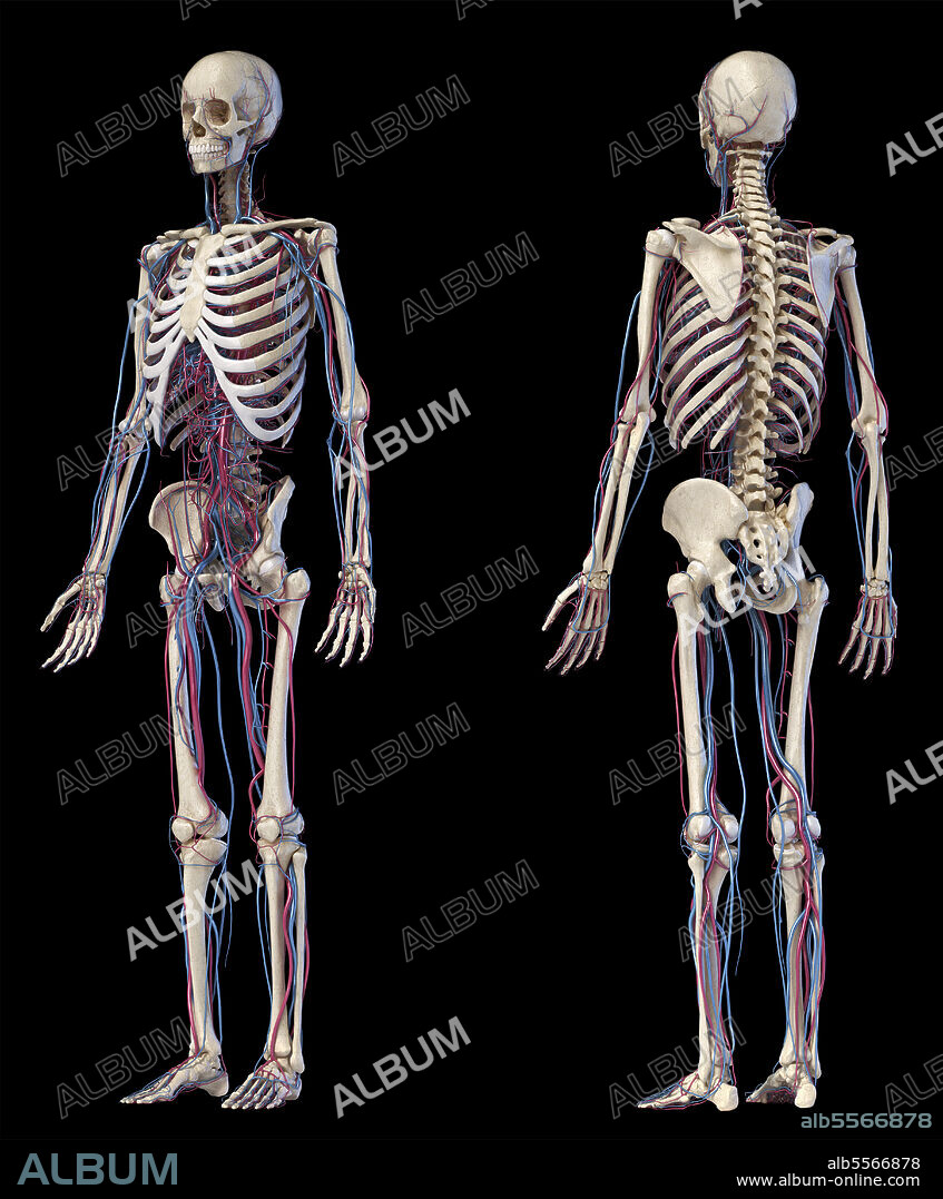 3D illustration of human body skeletal and cardiovascular systems. Front and back perspective views on black background.