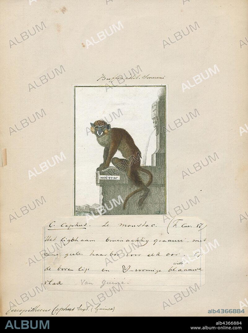 Cercopithecus cephus, Print, The moustached guenon or moustached monkey (Cercopithecus cephus) is a species of primate in the family Cercopithecidae. It is found in Angola, Cameroon, Central African Republic, Republic of the Congo, Democratic Republic of the Congo, Equatorial Guinea, and Gabon., 1700-1880.