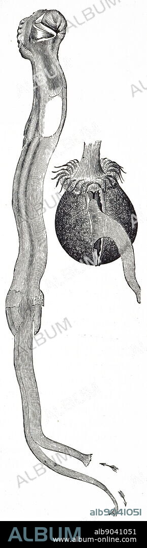 Teredo navalis, the ship-worm, is a species of saltwater clam, a marine bivalve mollusc in the family Tereninidae, the shipworms. Dated 19th century.