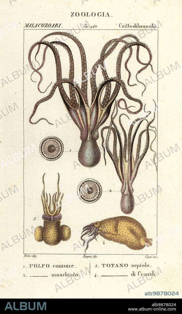 Common octopus, Octopus vulgaris 1, musky octopus, Eledone moschata 2, European flying squid, Todarodes sagittatus 3, and glass squid, Cranchia scabra 4. Polpo comune, Polpo muschiato Totano sepiola, Totano di Cranch. Handcoloured copperplate stipple engraving from Antoine Laurent de Jussieu's Dizionario delle Scienze Naturali, Dictionary of Natural Science, Florence, Italy, 1837. Illustration engraved by Corsi, drawn by Jean Gabriel Pretre and directed by Pierre Jean-Francois Turpin, and published by Batelli e Figli. Turpin (1775-1840) is considered one of the greatest French botanical illustrators of the 19th century.