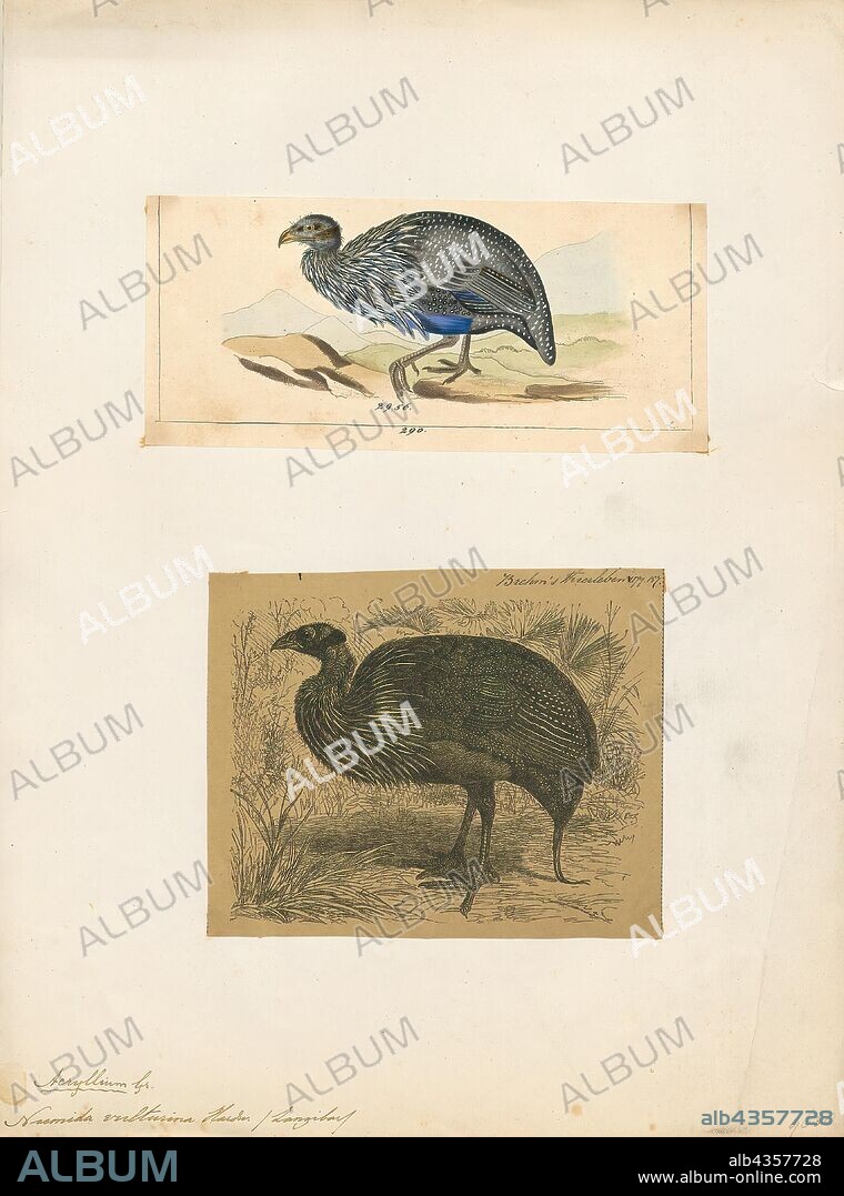 Numida vulturina, Print, The helmeted guineafowl (Numida meleagris) is the best known of the guineafowl bird family, Numididae, and the only member of the genus Numida. It is native to Africa, mainly south of the Sahara, and has been widely introduced into the West Indies, Brazil, Australia and Europe (e.g. southern France)., 1700-1880.