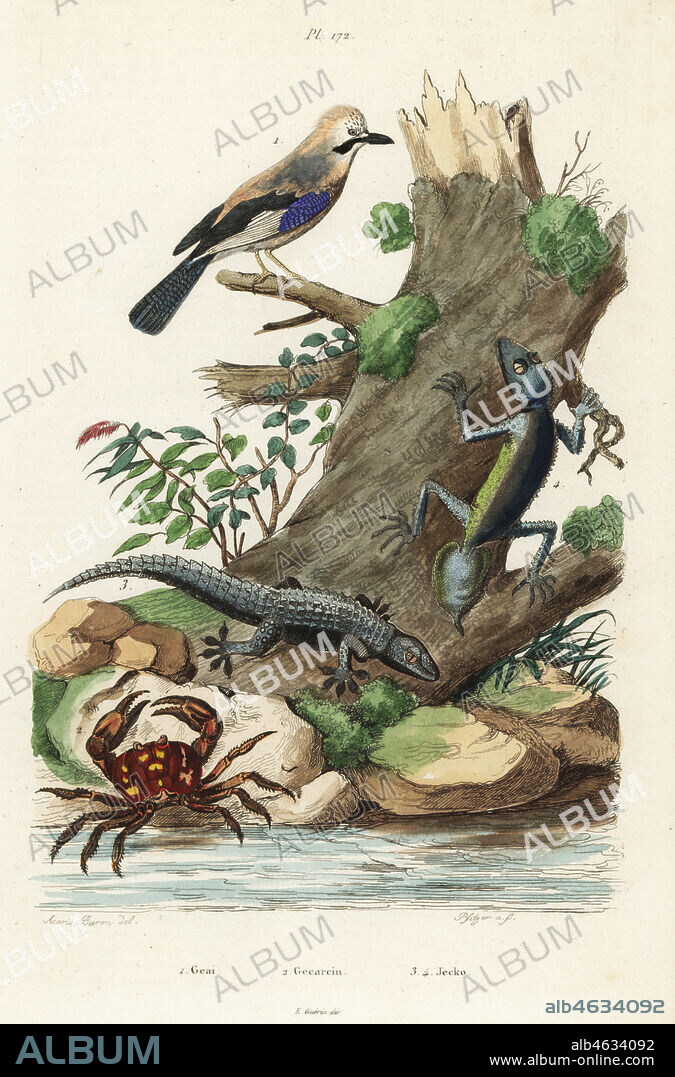 Common jay, geai commun, Garrulus glandarius 1, purple land crab or zombie crab, Gecarcinus ruricola 2, and wall gecko, Tarentola mauritanica 3 and broad-tailed gecko, Phyllurus platurus 4. Geai, Gecarcin, Jecko. Handcoloured steel engraving by Pfitzer after an illustration by A. Carie Baron from Felix-Edouard Guerin-Meneville's Dictionnaire Pittoresque d'Histoire Naturelle (Picturesque Dictionary of Natural History), Paris, 1834-39.