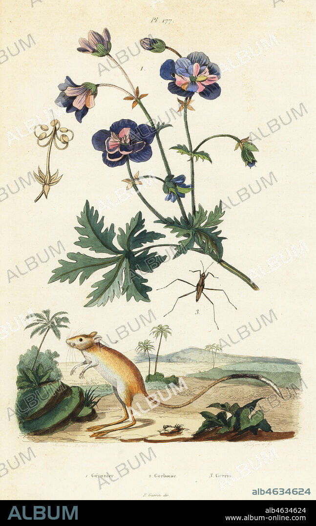 Meadow geranium, Geranium pratense 1, greater Egyptian gerbil, Gerbillus pyramidum 2 and water strider, Aquarius paludum 3. Geranier, Gerboise, Gerris. Handcoloured steel engraving by Pfitzer after an illustration by A. Carie Baron from Felix-Edouard Guerin-Meneville's Dictionnaire Pittoresque d'Histoire Naturelle (Picturesque Dictionary of Natural History), Paris, 1834-39.
