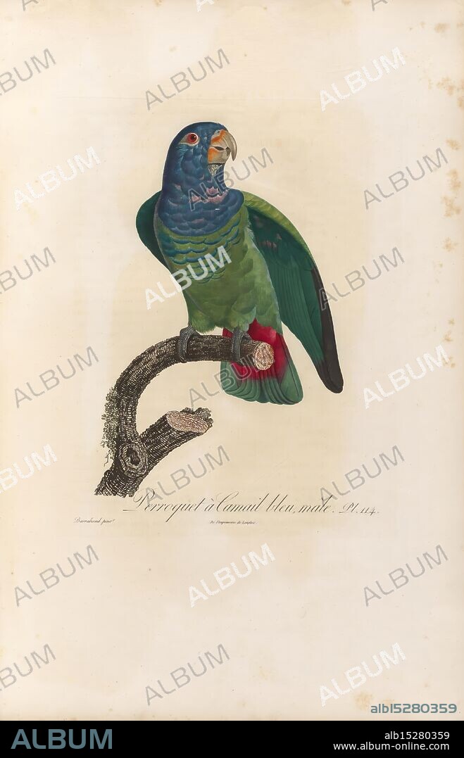 Histoire naturelle des perroquets, A Paris, chez Levrault, an IX (1801)-an XIII (1805), Pionus menstruus,, A vibrant green parrot perches on a natural branch, showcasing its striking plumage with shades of blue and hints of red on its wings. The bird's expressive eyes and slightly opened beak suggest a moment of alertness and curiosity. Below the parrot, a small, curious creature clings to the branch, adding an interesting dynamic to the scene. The intricate details highlight the beauty of the parrot's feathers and the textured bark of the branch, creating a vivid portrayal of wildlife in a serene setting.