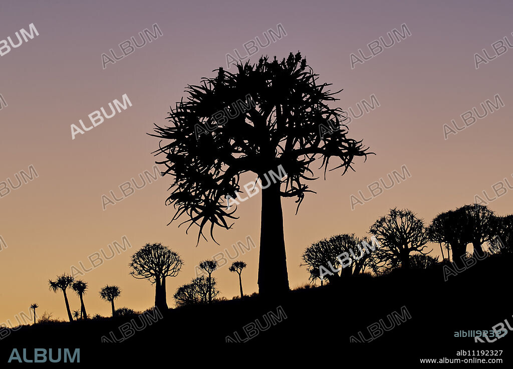 Quiver tree (Kokerboom) (Aloe dichotoma), Gannabos, Namakwa, Namaqualand, South Africa, Africa.