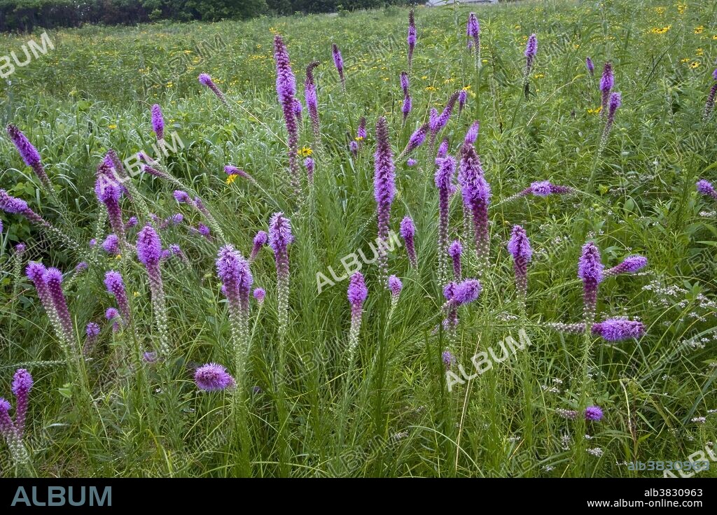 Kansas gayfeather (Liatris pycnostachya) native prairie meadow, Prairie Park Nature Center, Lawrence, Kansas.