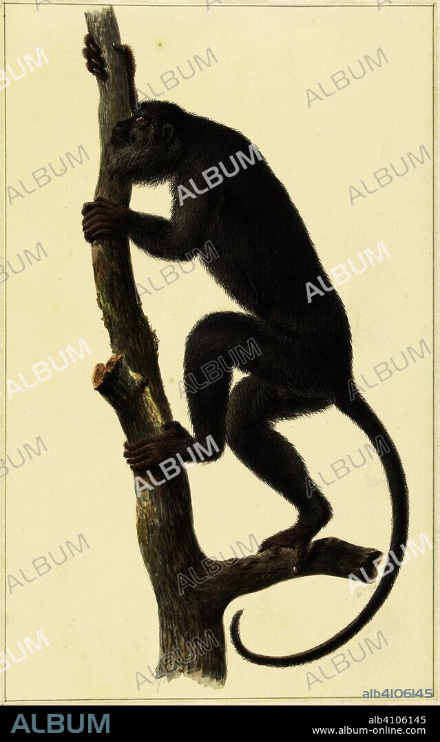 Black howler monkey (Paraguay). Draughtsman: Pieter Pietersz. Barbiers. Dating: 1759 - 1842. Measurements: h 389 mm × w 243 mm.
