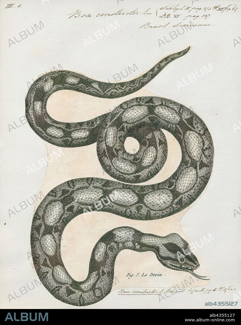 洋書　The Complete Boa Constrictor ボア 洋書 The Complete Boa Constrictor ボア 洋書 The Complete Boa