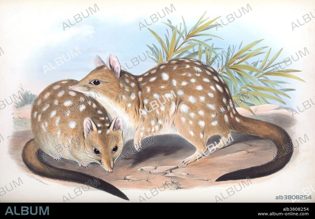 Western Quolls