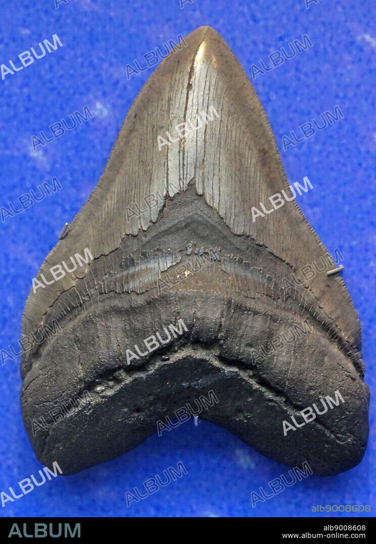 carcharodon megalodon tooth from the Megalodon shark. Dated 1843.