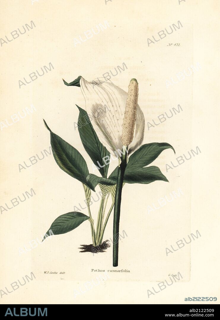 Peace lily, Spathiphyllum cannifolium. Handcoloured copperplate engraving by George Cooke after an illustration by W. I. Cooke from Conrad Loddiges' Botanical Cabinet, London, 1810.