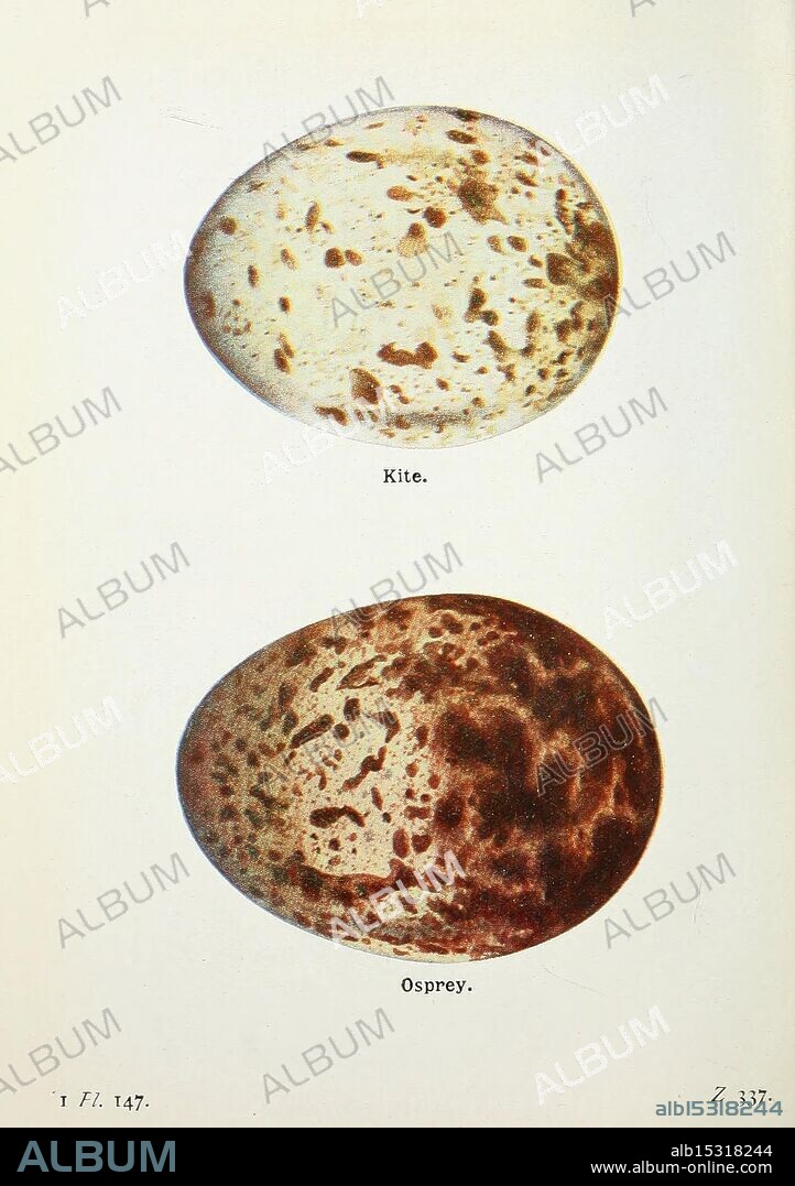 The Birds of the British Isles and Their Eggs London, F. Warne, 1919 Great Britain, Birds, Eggs, Excellent, The image displays two distinct eggs, each labeled with their respective species. The top egg, identified as belonging to a kite, features a lighter background adorned with a pattern of dark spots and speckles. The lower egg, representing an osprey, showcases a richer, darker hue with a more varied pattern of spots. This comparison highlights the unique characteristics and coloration of the eggs from these two bird species, providing insight into their natural diversity.