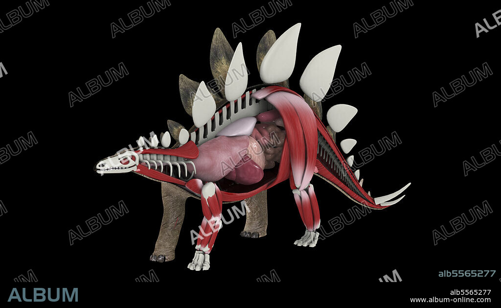 Internal anatomy of a Stegosaurus dinosaur.
