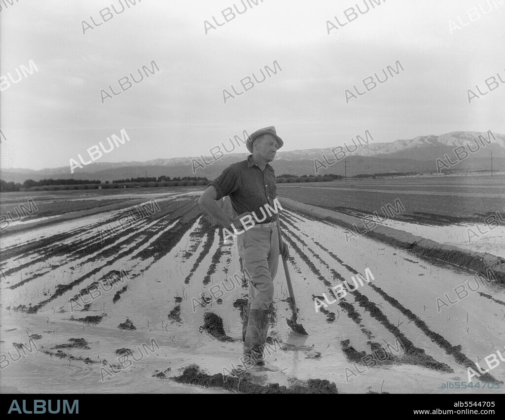 DOROTHEA LANGE. Field worker irrigating alfalfa and barley fields. The field produces eleven cuttings of alfalfa a year, yields nine to ten tons to the acre; sold for twenty-two dollars per ton in 1936. Near Indio, Coachella Valley, California.
