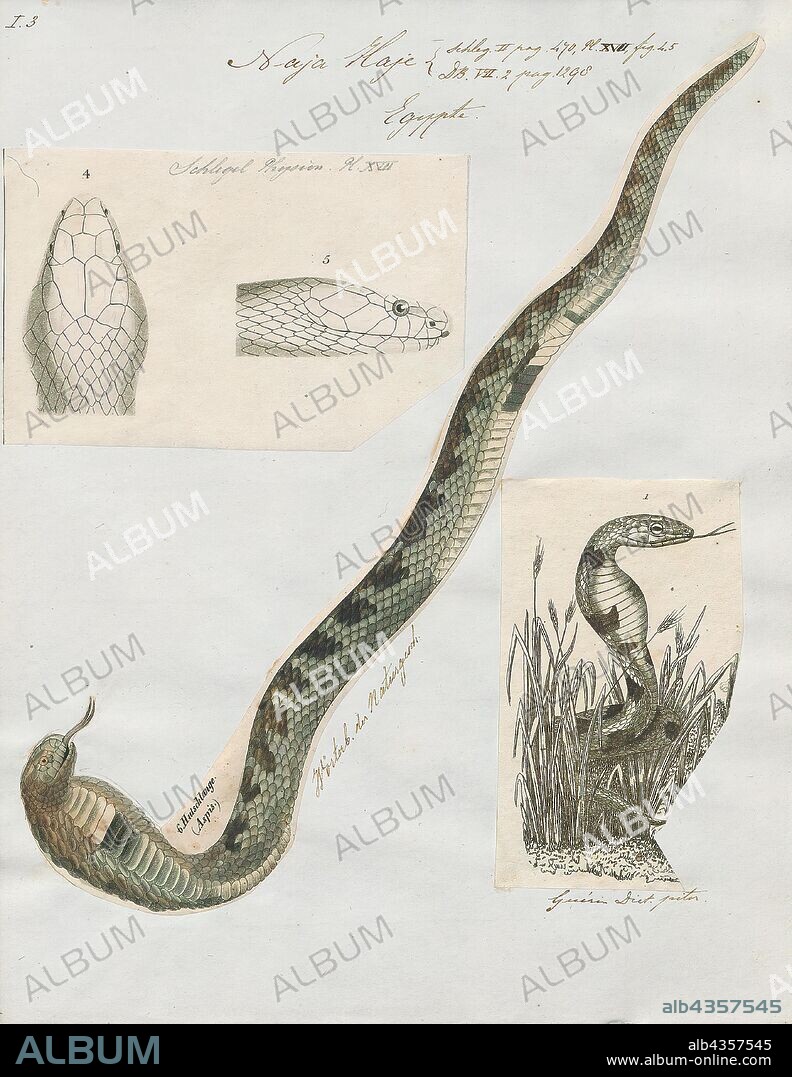 Naja haje, Print, The Egyptian cobra (Naja haje) is a species of venomous snake in the family Elapidae. Naja haje is one of the largest cobra species native to Africa, second to the forest cobra (Naja melanoleuca)., 1700-1880.