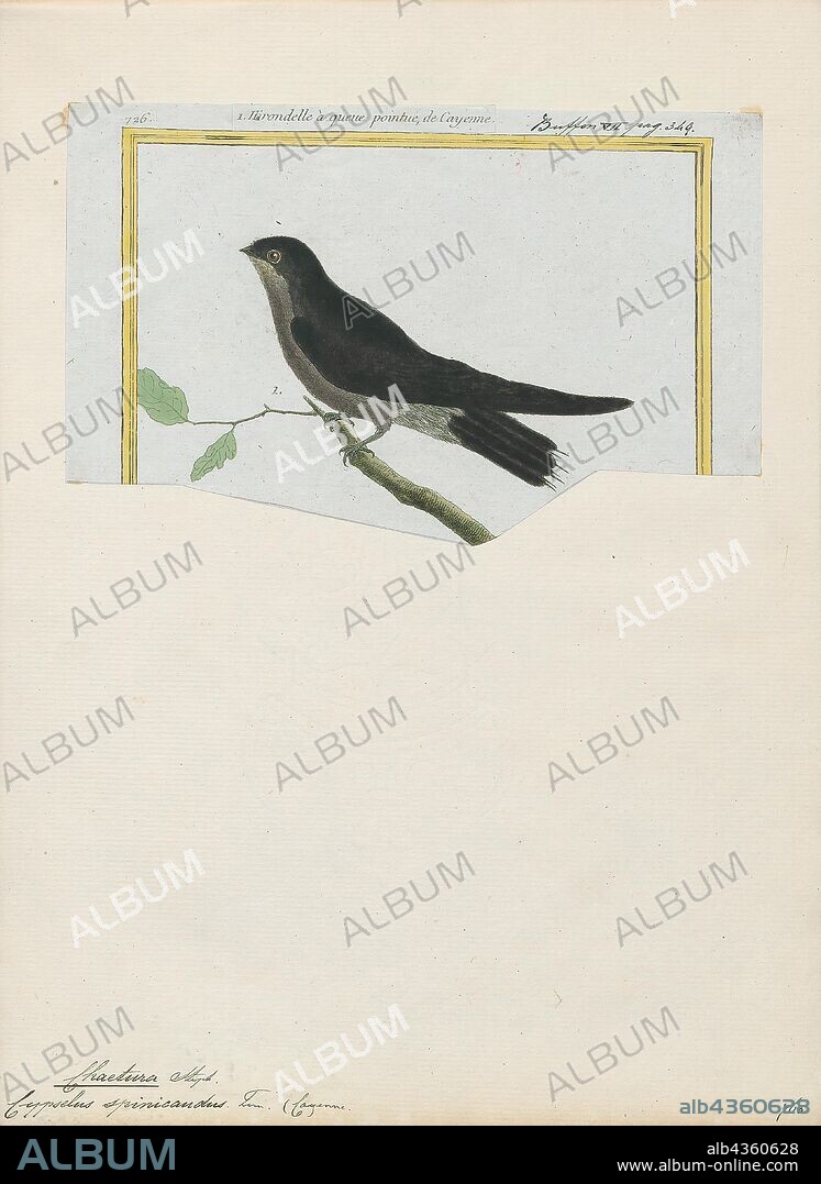 Chaetura spinicauda, Print, The band-rumped swift (Chaetura spinicaudus) is a small swift. Until 1998, it was known as Chaetura spinicauda. At that time, the previously considered subspecies Costa Rican swift, Chaetura fumosa, was split from this species and the scientific name was modified from C. spinacauda to C. spinacaudus., 1700-1880.