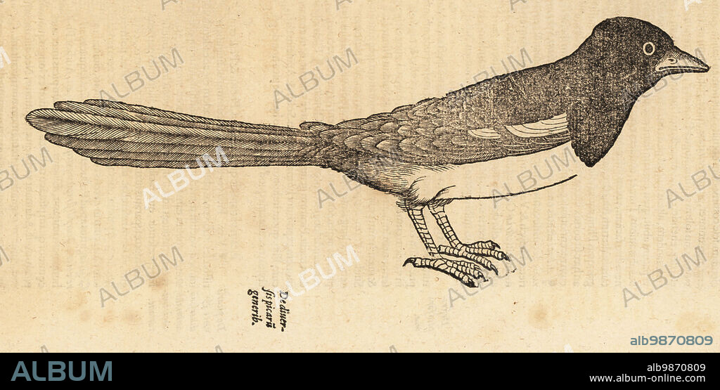 Eurasian magpie or common magpie, Pica pica. De Avibus, de Pica, pigaza, pie, iaquette, Uegerst, aregaza, Uglaster, pie, magpie, Elster. Woodcut engraving after an illustration by Lucas Schan and Conrad Gessner from Conrad Gessners Historiae Animalium, De avium natura, (Natural history of animals: birds), Frankfurt, Wechel for Cambier, 1585.