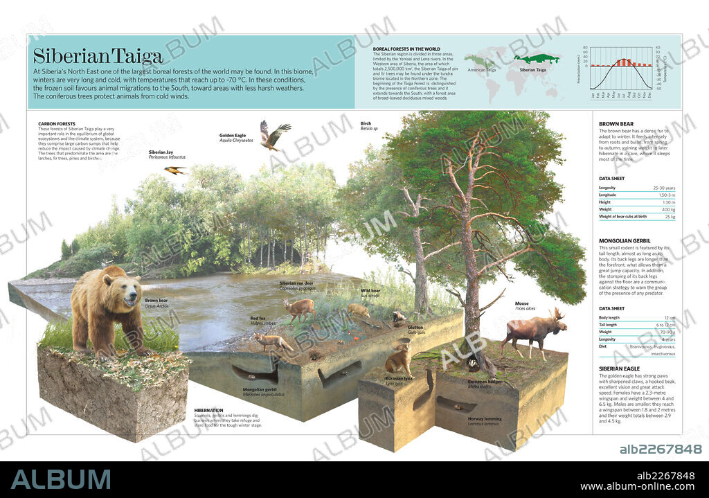 La taiga siberiana. Infografía del ecosistema de la taiga siberiana.