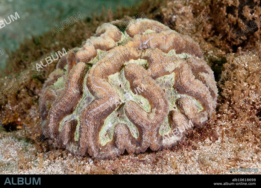 Sinuous Cactus Coral, Isophyllia sinuosa, St. Vincent.