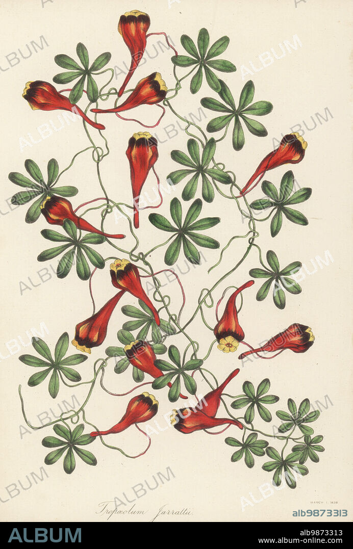 Three-coloured Indian cress, Chilean nasturtium, soldadito rojo or relicario, Tropaeolum tricolor. Native to Chile, Nasturtium species, Tropaeolum jarrattii. Handcoloured lithograph from Joseph Paxtons Magazine of Botany, and Register of Flowering Plants, Volume 5, Orr and Smith, London, 1838.