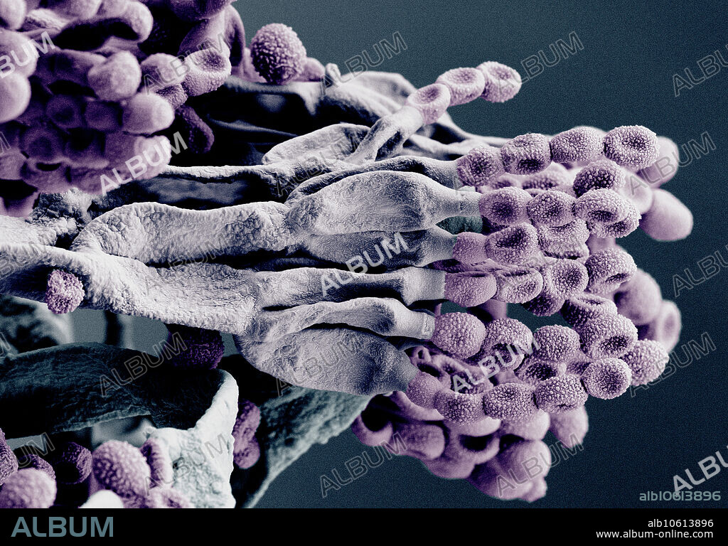 Scanning electron micrograph (SEM) of Penicillium chrysogenum, a species of fungus in the family Trichocomaceae. It is common in temperate and subtropical regions and can be found on salted food products, but it is mostly found in indoor environments, especially in damp or water-damaged buildings. It was previously known as Penicillium notatum. It has rarely been reported as a cause of human disease. It is the source of several ilactam antibiotics, most significantly penicillin. Magnification is 1800x.