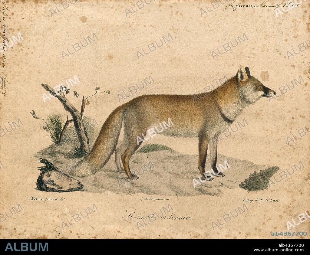 Vulpes vulgaris, Print, Vulpes is a genus of the Canidae. The members of this genus are colloquially referred to as true foxes, meaning they form a proper clade. The word "fox" occurs on the common names of species. True foxes are distinguished from members of the genus Canis, such as dogs, wolves, coyotes, and jackals, by their smaller size (5–11 kg) and flatter skull.They have black, triangular markings between their eyes and nose, and the tip of their tail is often a different color from the rest of their pelt. The typical lifespan for this genus is between two and four years, but can reach up to a decade., 1818-1842.