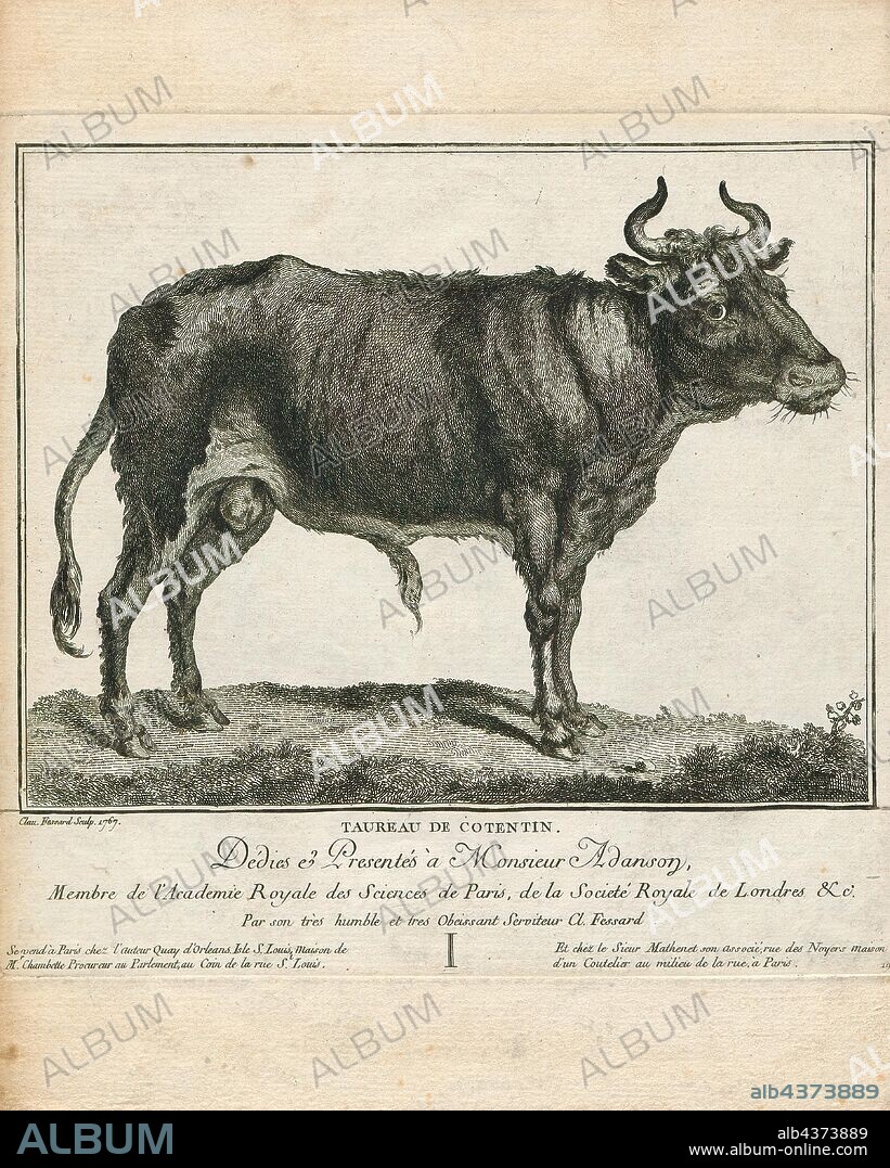 Bos domesticus, Print, Bos is the genus of wild and domestic cattle. Bos can be divided into four subgenera: Bos, Bibos, Novibos, and Poephagus, but these divisions are controversial. The genus has five extant species. However, this may rise to seven if the domesticated varieties are counted as separate species, and nine if the closely related genus Bison is also included. Most modern breeds of domesticated cattle are believed to have originated from the extinct aurochs., 1767.