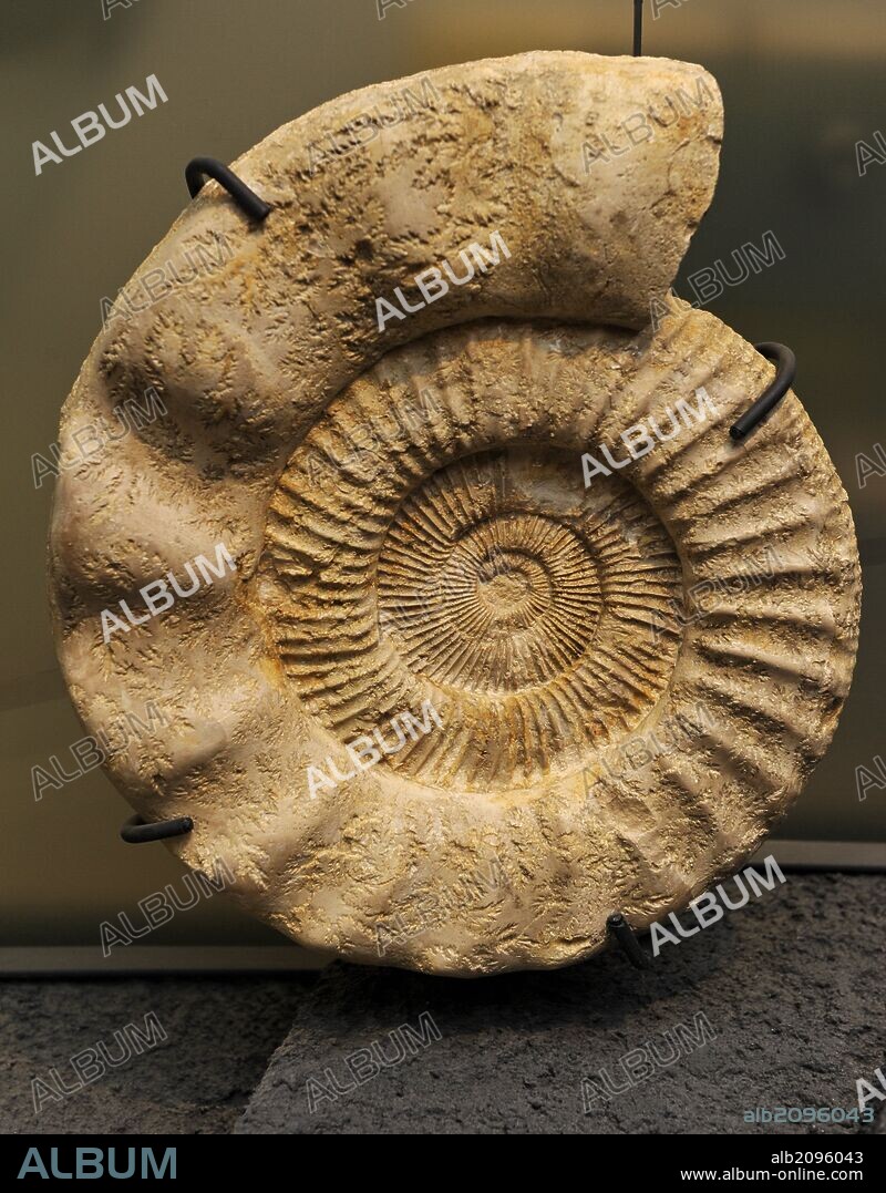 Perisphinctes. Extinct cephalopod ammonite genus. They lived during the Jurassic period. Museum fur Naturkunde (Museum of Natural History). Berlin Germany. Europe.