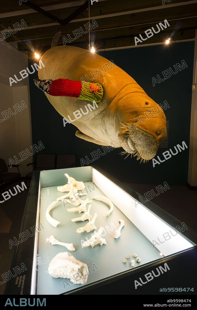 foca monje, coleccion paleontologica de la sala Joan Bauzá Rullan, Museu Balear de Ciències Naturals (MBCN), Soller, Mallorca, balearic islands, spain, europe.