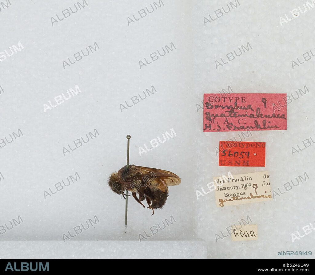 Ecuador, Bombus (Pyrobombus) wilmattae Cockerell, 1912, Animalia, Arthropoda, Insecta, Hymenoptera, Apidae, Apinae.