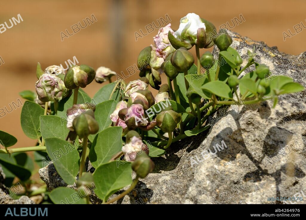 alcaparra en flor, Capparis spinosa, Campos, Mallorca, balearic islands, spain, europe.