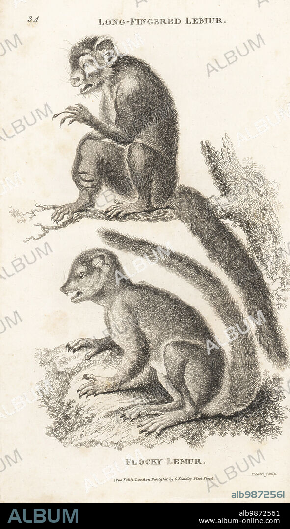 Endangered aye-aye, Daubentonia madagascariensis, and Eastern woolly lemur, eastern avahi or Gmelin's woolly lemur, Avahi laniger. As long-fingered lemur, Lemur psilodactylus, and flocky lemur, Lemur laniger. After illustrations by Pierre Sonnerat. Copperplate engraving by James Heath from George Shaws General Zoology: Mammalia, G. Kearsley, Fleet Street, London, 1800.