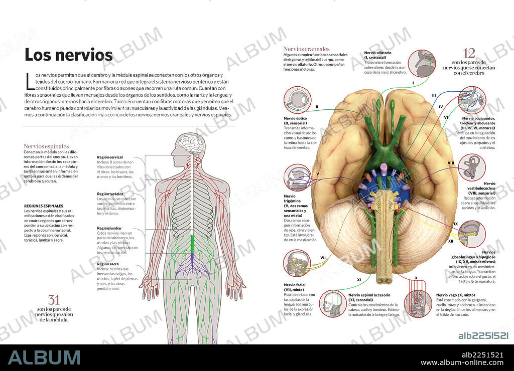 Los nervios. Infografía de los nervios del cuerpo humano. Éstos permiten que el cerebro y la médula espinal se conecten con los otros órganos y tejidos del cuerpo.