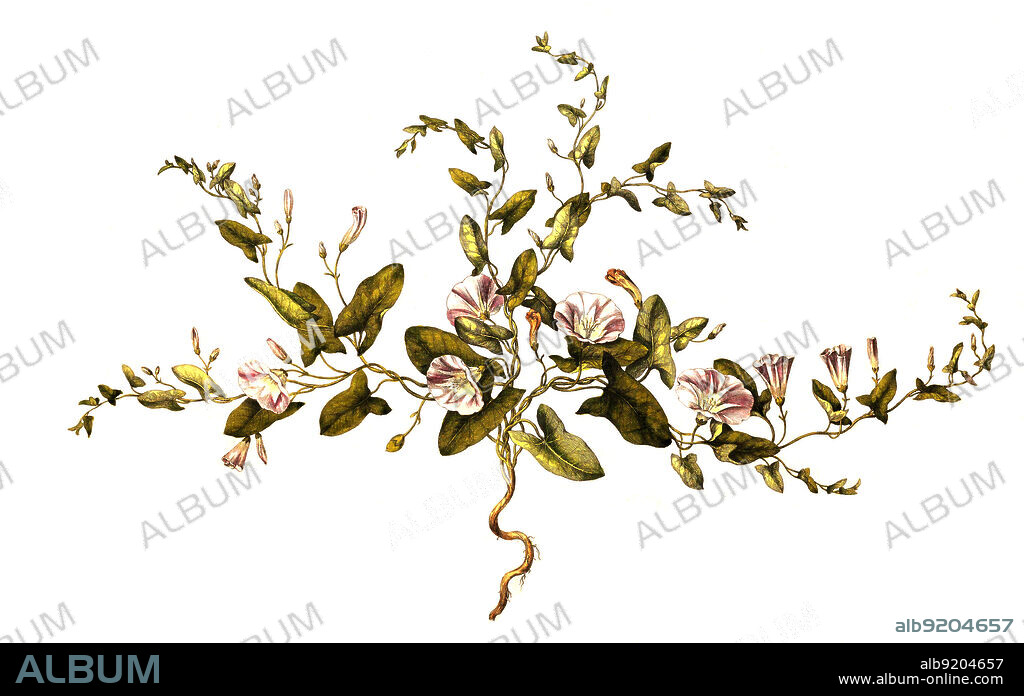 Acker-Winde, Convolvulus arvensis / Convolvulus arvensis, the field bindweed, historical, digital improved reproduction of an original from the 19th century / digital restaurierte Reproduktion einer Originalvorlage aus dem 19. Jahrhundert, genaues Originaldatum nicht bekannt.