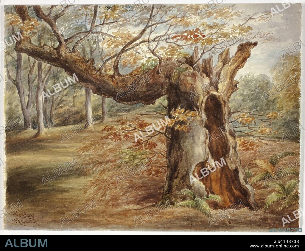 Rotting Tree. Elizabeth Murray; English, c. 1815-1882. Date: 1850. Dimensions: 200 mm × 260 mm. Watercolor over graphite on ivory wove paper. Origin: England.