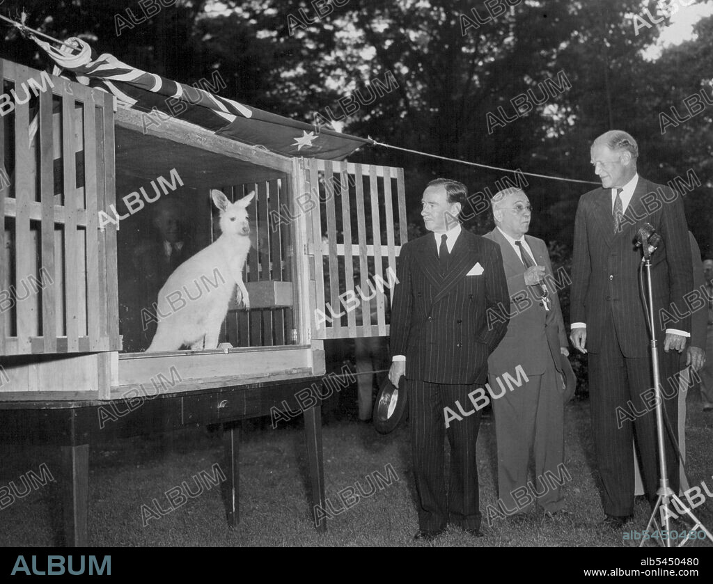 Percy Spender, Australian Ambassador to the United Sates (left) as he presented the Rare Albino Kangaroo to the people of the United States during ceremonies at National zoo in Washington, D.C., May 30. Receiving the gift are Dr. William M. Mann, director of the National Zoo, and John F. Simmons (right), state department chief of protocol, who accepted the gift  for President Truman. February 6, 1952.
