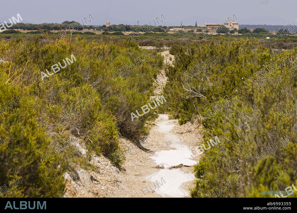 Salicornia, Flor de Sal del Trenc, visita guiada,Salobrar de Campos, Campos del Puerto,Mallorca, balearic islands, spain, europe.