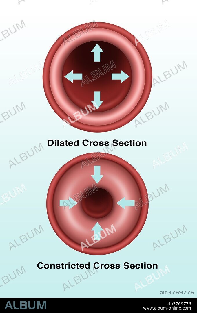 Illustration of a cross section of a blood vessel. At top is a dilated blood vessel and at bottom is a constricted vessel.