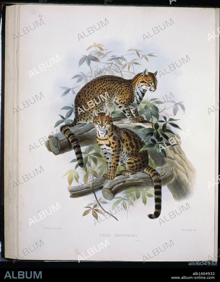 Geoffroy's Cat (Felis Geoffroyi) 1883 Daniel Giraud Elliot (1835-1915 American) Monograph Academy of Natural Sciences, Philadelphia USA.