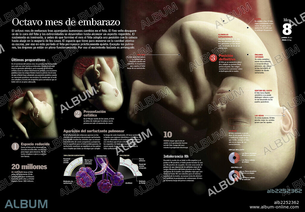 Octavo mes de embarazo. Infografía de las características de un feto durante el octavo mes de embarazo en el que se coloca en la posición definitiva para el parto.