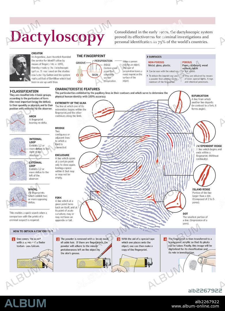 DACTYLOSCOPY. Infographics of the fingerprint identification process.