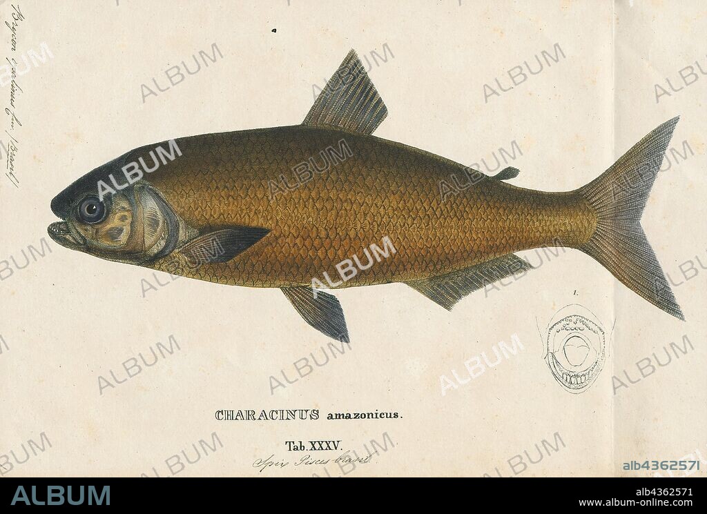 Brycon opalinus, Print, Brycon is a genus of fish in the family Characidae found in freshwater habitats in Central and South America, ranging from southern Mexico to northern Argentina. Despite not being closely related to true trout, they are sometimes called South American trout.They reach a maximum length of 11.9–79.5 cm (4.7–31.3 in) depending on the species involved. Some species perform seasonal breeding migrations., 1700-1880.
