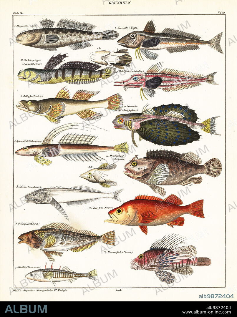 Fish species. Plate 49: Grundeln. 1 goby, Gobius, Meergrundel, 2 mudskipper, Periophthalmus, Schlammspringer, 3 dusky sleeper, Eleotris fusca, Schlaefer, 4 dragonet, Callionymus, Spinnenfisch, 5 Baikal oilfish, Comephorus baikalensis, Olfisch, 6 greenling, Hexagrammos, Feilenfiscch (Chirus), 7 three-spined stickleback, Gasterosteus aculeatus, Stichling, 8. piper gurnard, Trigla lyra, Knurrhahn, 9 armored searobin, Peristedion, Gabelfisch, 10 flying gurnard, Dactylopterus volitans, Meerweih, 11 scorpion fish, Scorpaena porcus, Drachenkopf, 12 rose fish, Sebastes norvegicus, Meer Ulk, and 13 spotfin lionfish, Pterois antennatalionfish, Wannenfisch. Handcoloured lithograph from Lorenz Oken's Universal Natural History, Allgemeine Naturgeschichte fur alle Stande, Stuttgart, 1841.