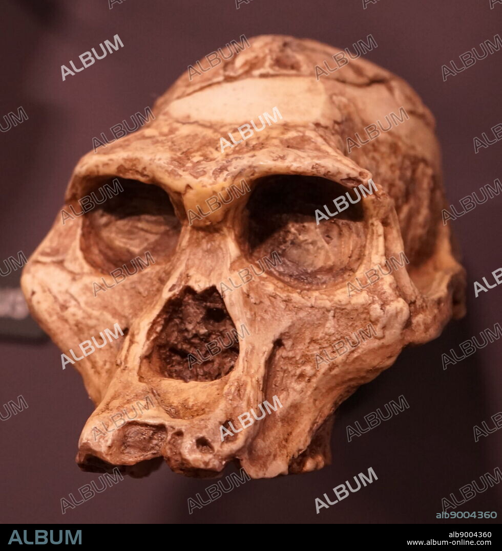Skull of a Australopithecus africanus, an extinct species of australopithecine.