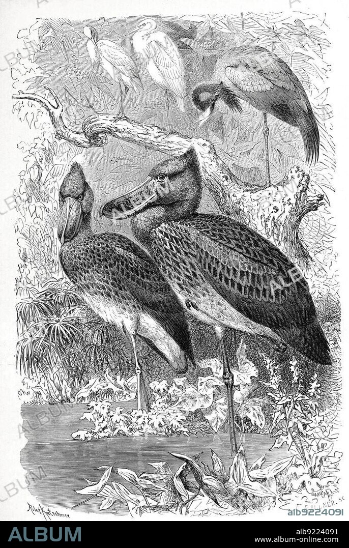 Bird, Shoebill (Balaeniceps rex), also Abu Markub, African bird, Historical, digitally restored reproduction from a 19th century original.