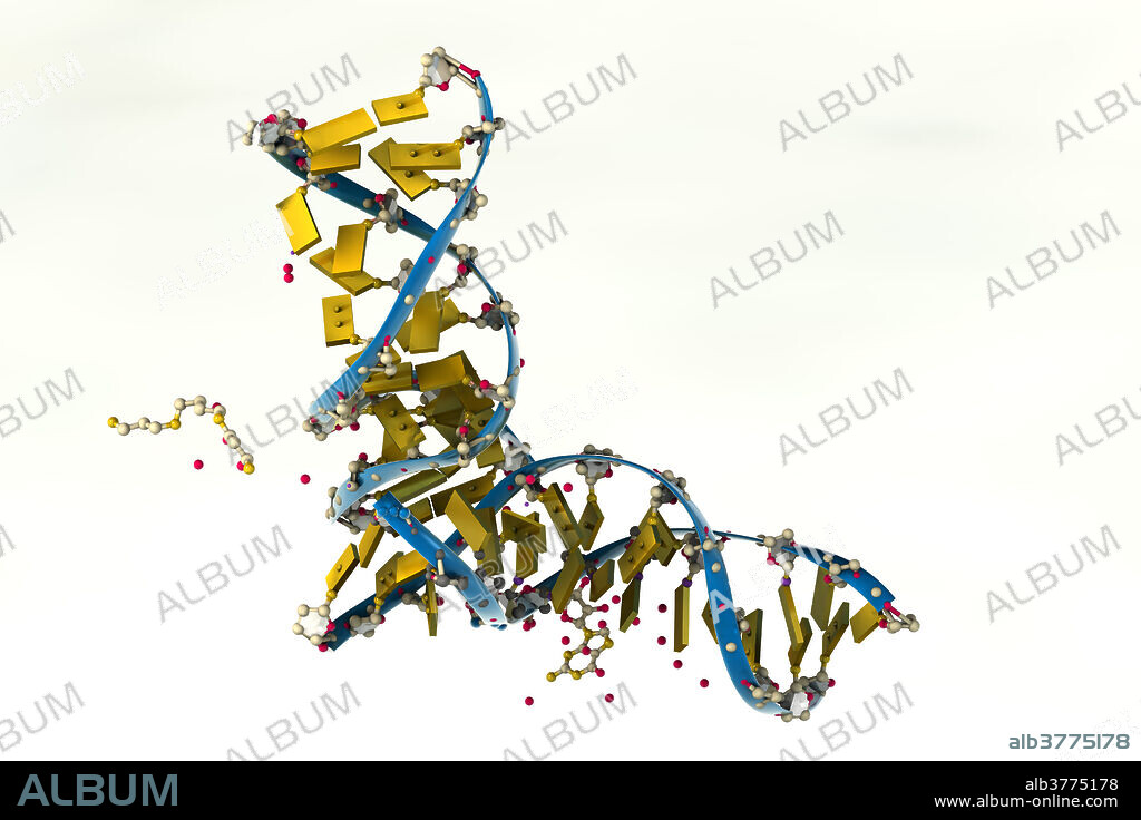 DNA molecule (deoxyribonucleic acid) is a long double helix of sugars and phosphates, which are connected by pairs of nucleotide bases.