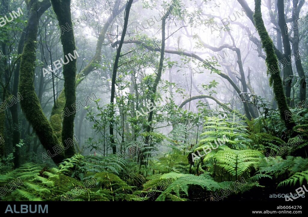 Parque Natural de Anaga; "El Pijaral"; bosque de laurisilva.