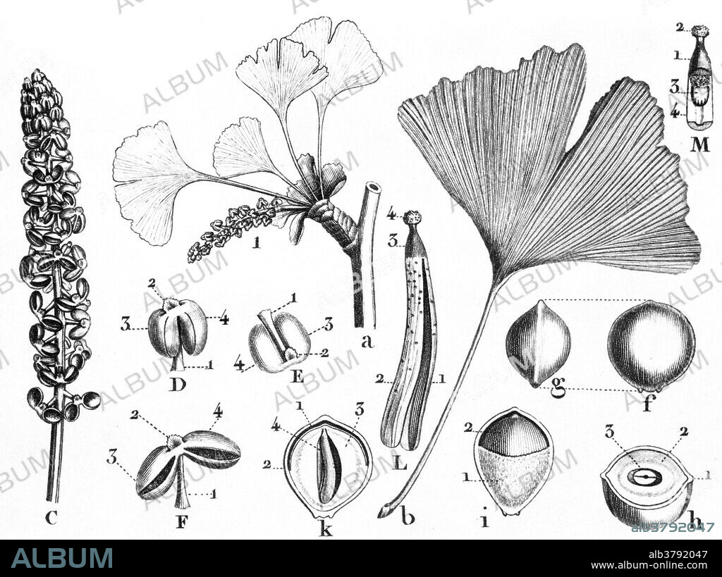 Ginkgo biloba by Louis Claude Marie Richard (September 17. 1754 - June 6, 1821) a French botanist and botanical illustrator. Ginkgo is a genus of highly unusual non-flowering plants. The scientific name is also used as the English name. The order to which it belongs, Ginkgoales, first appeared in the Permian, 270 million years ago, possibly derived from "seed ferns" of the order Peltaspermales. The rate of evolution within the genus has been slow, and almost all its species had become extinct by the end of the Pliocene; the exception is the sole living species, Ginkgo biloba, which is only found in the wild in China, but is cultivated across the world. The relationships between ginkgos and other groups of plants are not fully resolved. The nut-like gametophytes inside the seeds are particularly esteemed in Asia, and are a traditional Chinese food. Ginkgo nuts are used in congee, and are often served at special occasions such as weddings and the Chinese New Year. In Chinese culture, they are believed to have health benefits; some also consider them to have aphrodisiac qualities. Japanese cooks add ginkgo seeds (called ginnan) to dishes such as chawanmushi, and cooked seeds are often eaten along with other dishes.