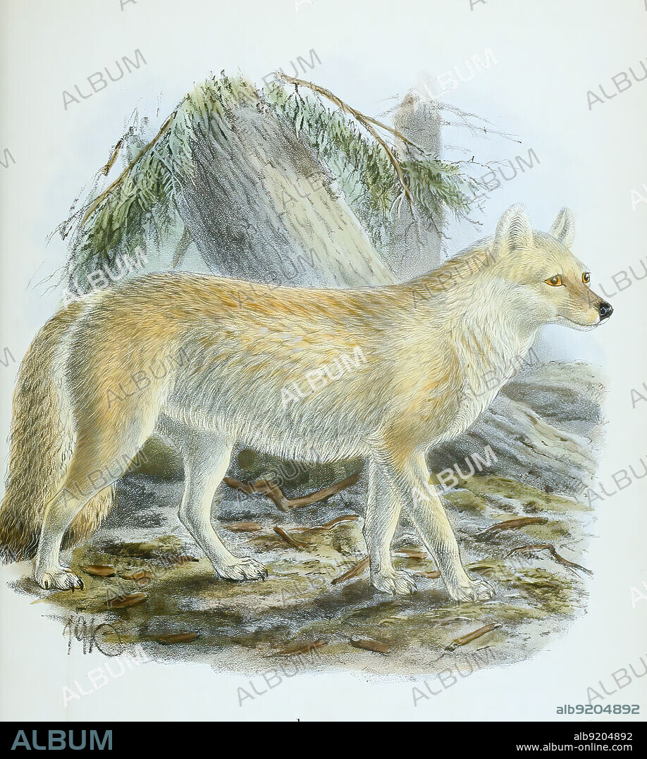 the northern dole, Rothund, Cuon alpinus, oder Asiatischer Wildhund, Historisch, historical, digital improved reproduction of an original from the 19th century / digital restaurierte Reproduktion einer Originalvorlage aus dem 19. Jahrhundert, genaues Originaldatum nicht bekannt.