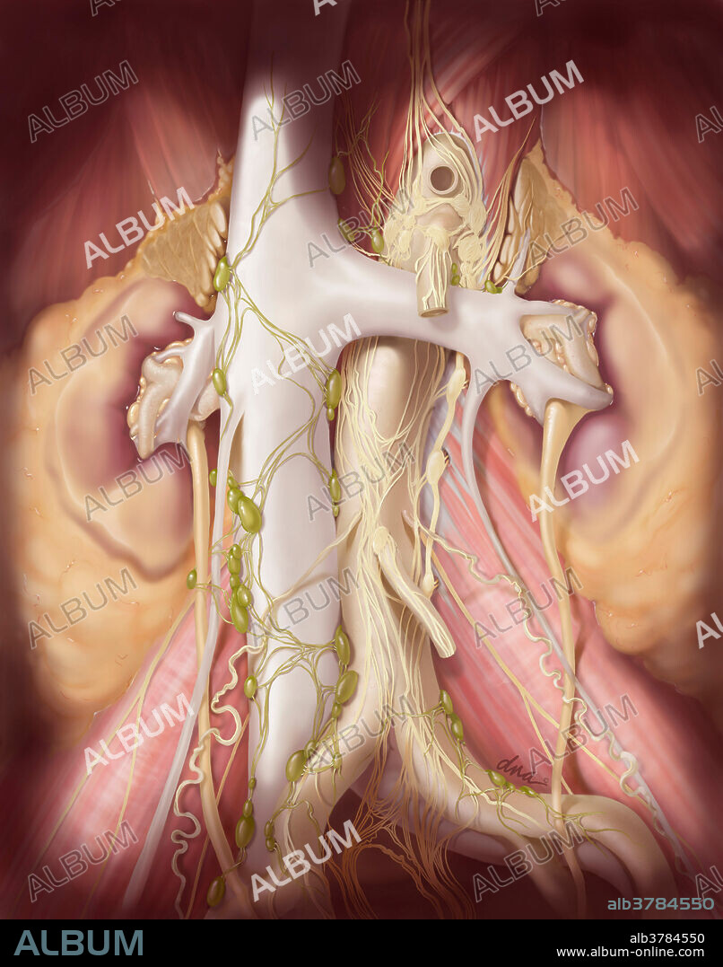 Retroperitoneal Lymph Node Dissection
